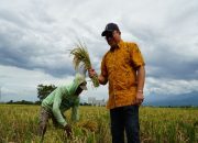 Cetak Rekor Sejarah! Serapan Beras Bulog Jatim Tembus 200 Ribu Ton di Februari 2026